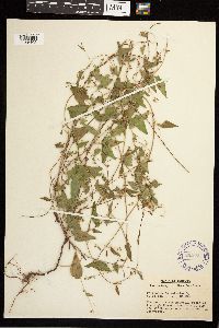 Fallopia convolvulus image