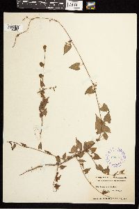 Fallopia convolvulus image