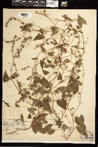 Fallopia convolvulus image