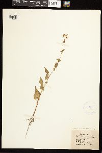 Fallopia convolvulus image