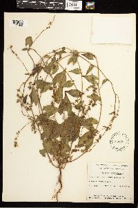 Fallopia convolvulus image