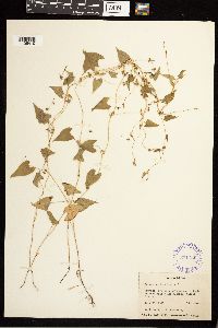 Fallopia convolvulus image