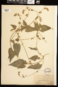 Fallopia convolvulus image