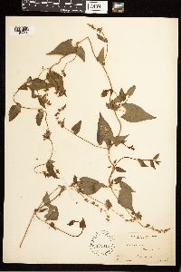 Fallopia convolvulus image