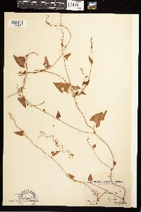 Fallopia convolvulus image