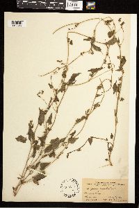 Fallopia convolvulus image