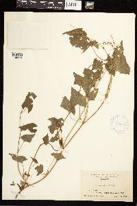 Fallopia convolvulus image