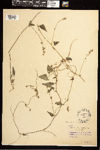 Fallopia convolvulus image