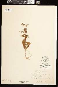 Fallopia convolvulus image