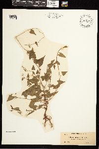 Fallopia convolvulus image