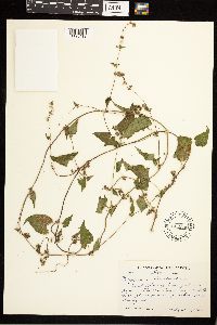 Fallopia convolvulus image