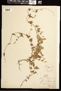 Fallopia convolvulus image