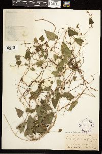 Fallopia convolvulus image