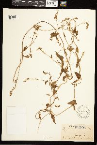 Fallopia convolvulus image