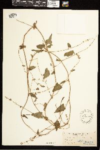 Fallopia convolvulus image