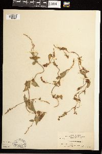 Fallopia convolvulus image
