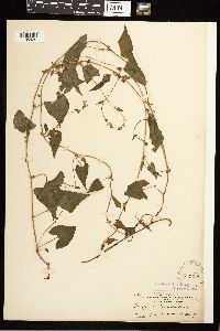 Fallopia convolvulus image