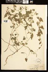 Fallopia convolvulus image