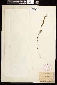 Fallopia convolvulus image