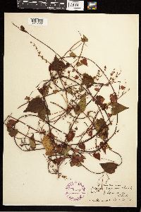 Fallopia convolvulus image