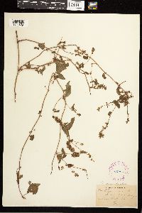 Fallopia convolvulus image