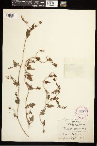 Fallopia convolvulus image