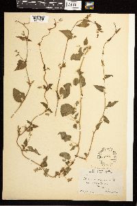 Fallopia convolvulus image