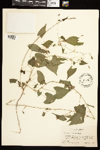 Fallopia convolvulus image