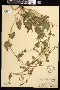 Fallopia convolvulus image