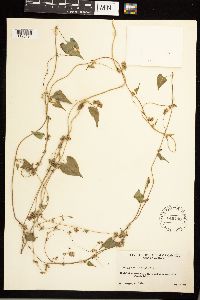 Fallopia convolvulus image