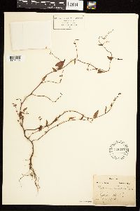 Fallopia convolvulus image