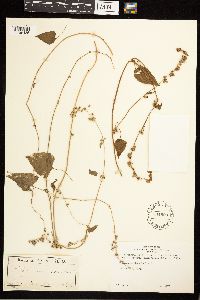 Fallopia convolvulus image