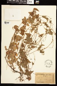 Fallopia convolvulus image