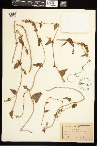 Fallopia convolvulus image