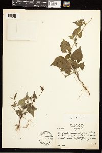 Fallopia convolvulus image