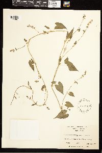 Fallopia convolvulus image