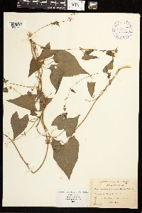 Fallopia convolvulus image