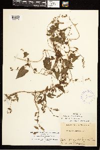 Fallopia convolvulus image