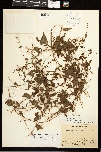 Fallopia convolvulus image