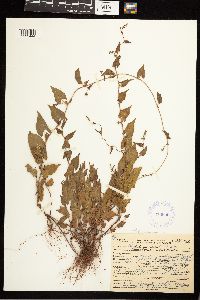 Fallopia convolvulus image