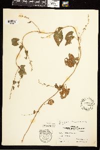 Fallopia convolvulus image