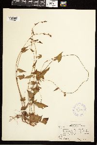 Fallopia convolvulus image