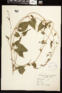 Fallopia convolvulus image