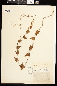 Fallopia convolvulus image