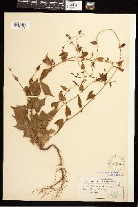 Fallopia convolvulus image