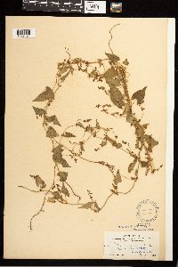 Fallopia convolvulus image