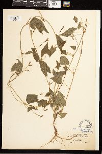Fallopia convolvulus image