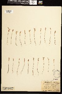 Fallopia convolvulus image