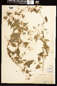 Fallopia convolvulus image