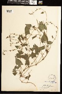 Fallopia convolvulus image